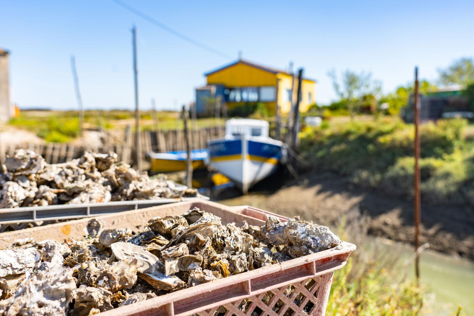 Route Huîtres - Saveurs Maritimes