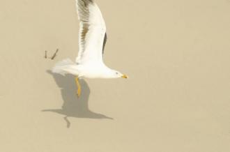 Mouette sur fond de dune