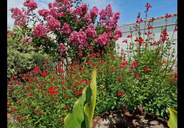 Le jardin en fleurs