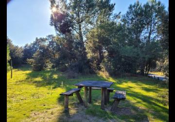 Aire de pique-nique - forêt domaniale_Le Grand-Village-Plage