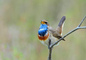 Reserve-Moeze-Oleron-LPO-Le-printemps-des-gorgebleues