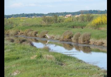 Marais de Brouage