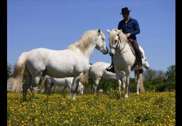 Chevaux de la Manade