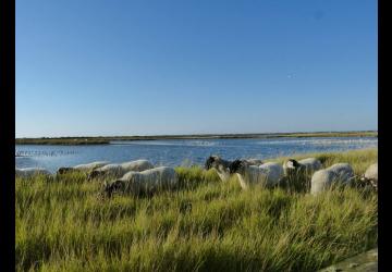 Reserve-Moeze-Oleron-LPO-lagunes-reposoirs