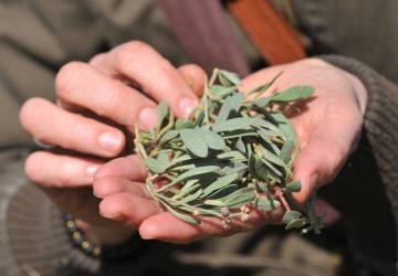 Atelier plantes comestibles