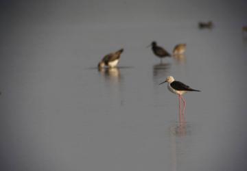 Reserve-Moeze-Oleron-LPO-Echasse blanche