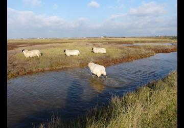 Reserve-Moeze-Oleron-LPO-moutons sur sentiers