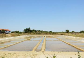 Visite commentée du marais salant du Port des Salines