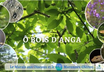 Ô bois d'Anga