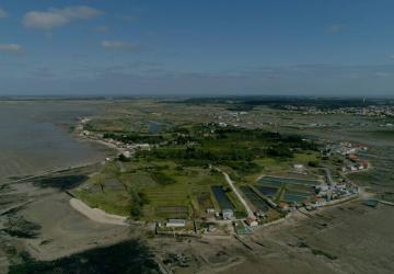 Sortie nature : la pointe de Daire et ses vies cachées_Bourcefranc-le-Chapus