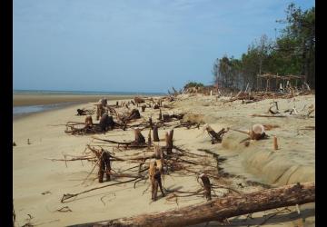 Conférence UTLMO : Relation entre trait de côte et forêt