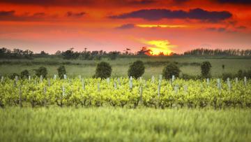 Oleron-Weinberge bij Sonnenuntergang